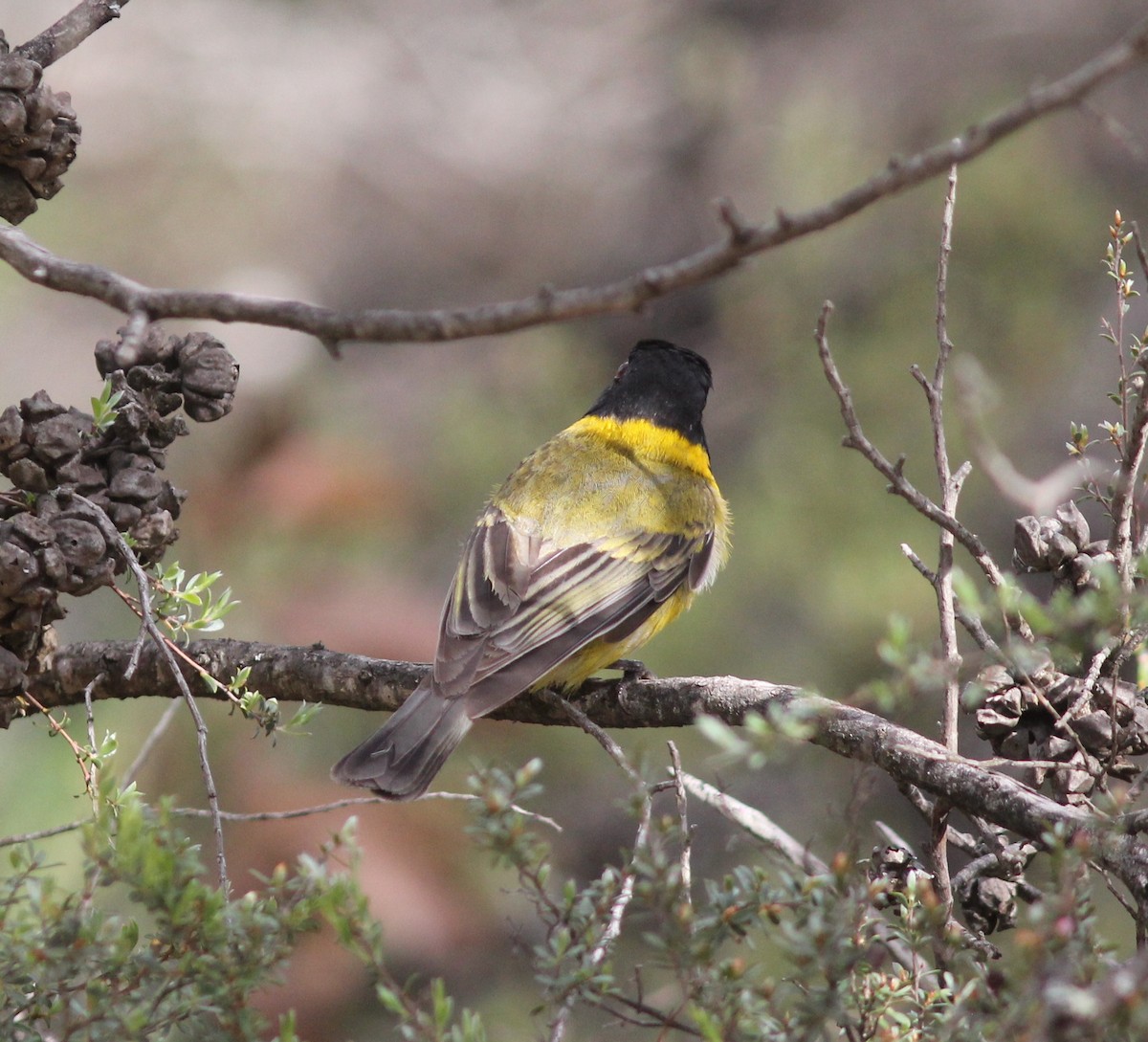 Pachycephala sp. - Richard and Margaret Alcorn