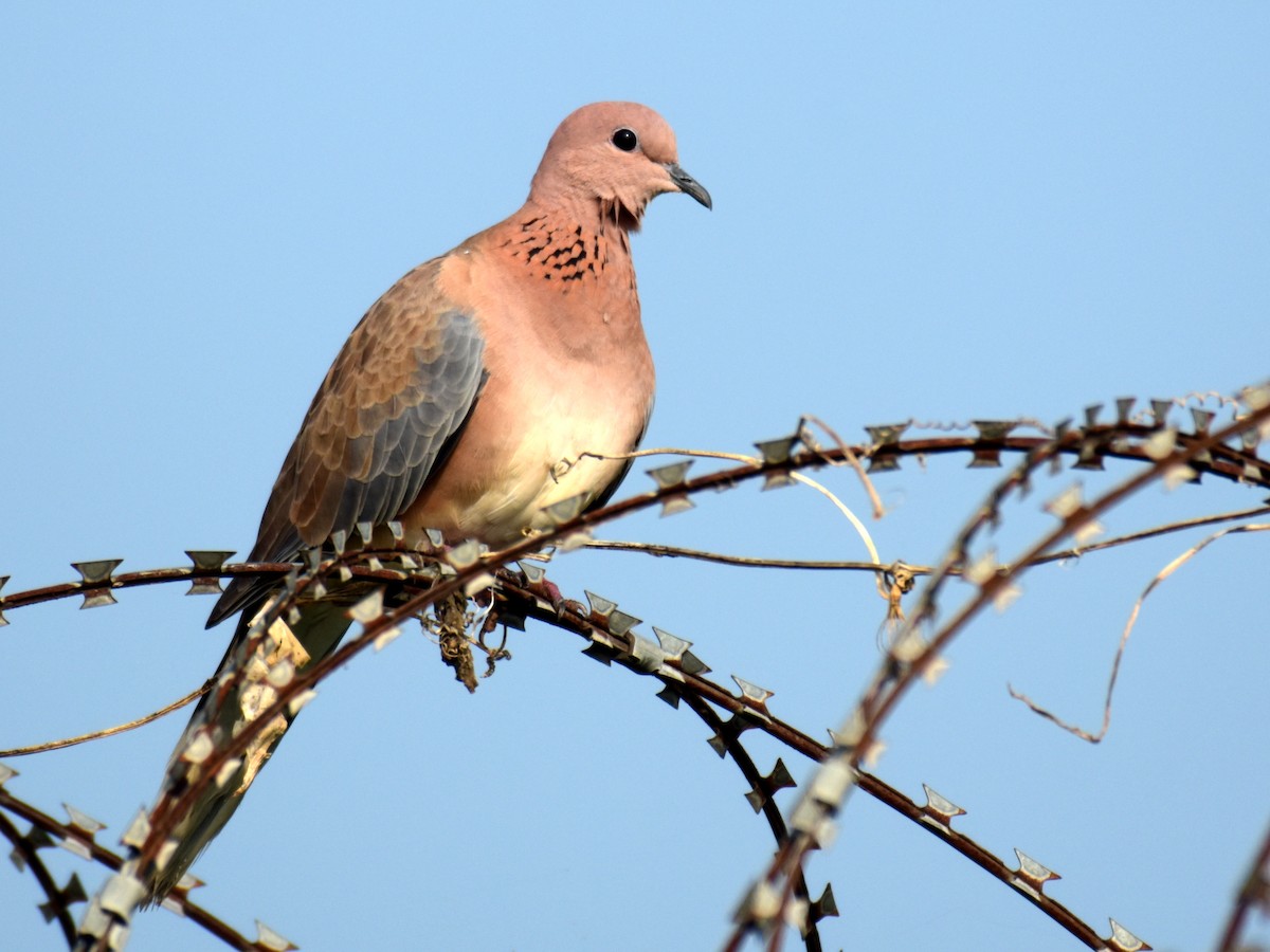 Laughing Dove - ML375911531