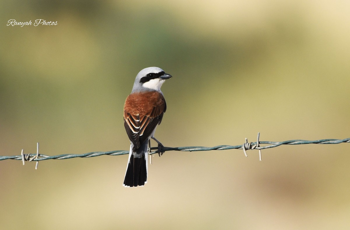 Red-backed Shrike - ML375911601