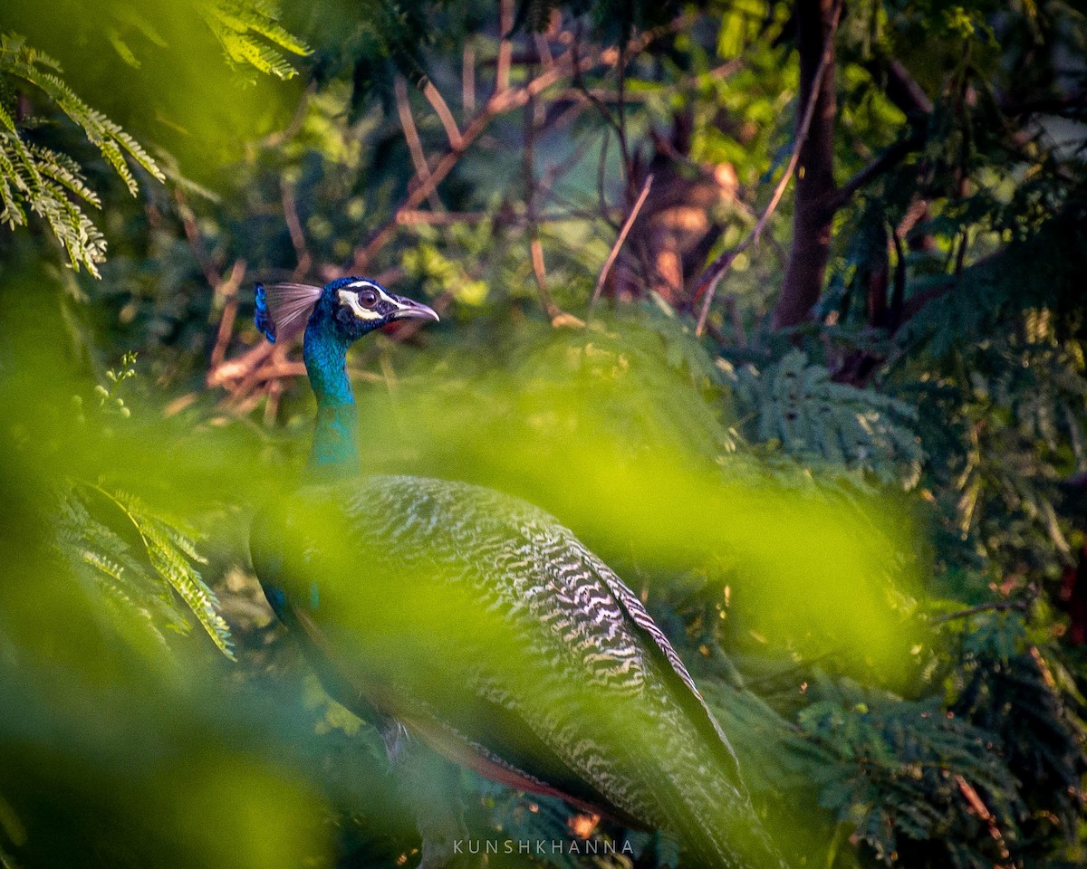 Indian Peafowl - ML375911961