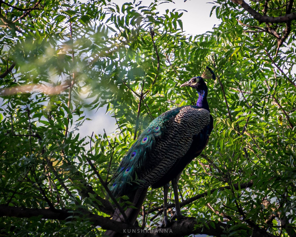 Indian Peafowl - Kunsh Khanna