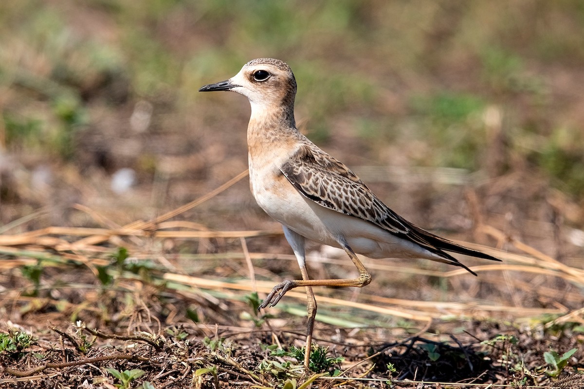 Oriental Plover - David Webb