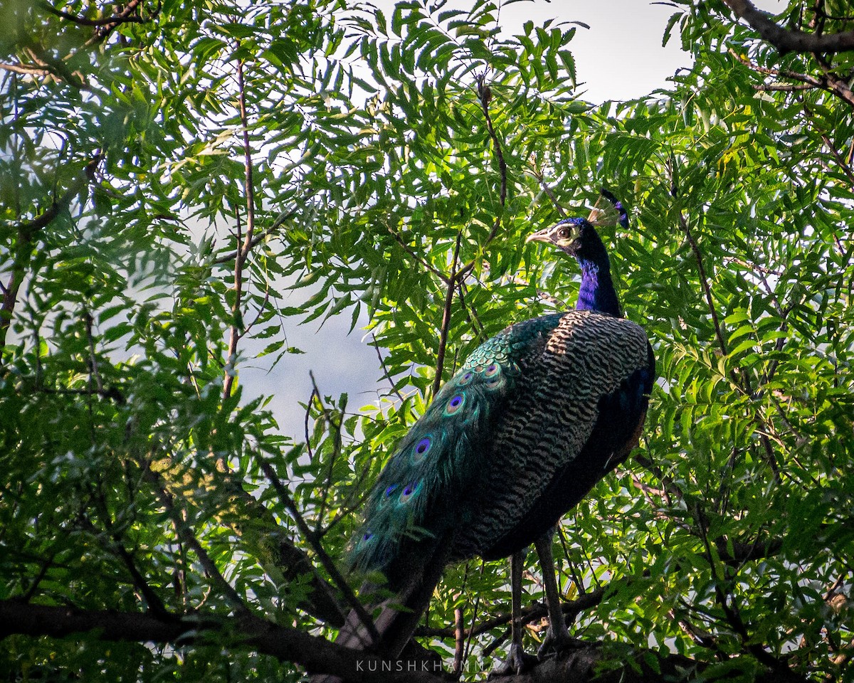 Indian Peafowl - ML375912001