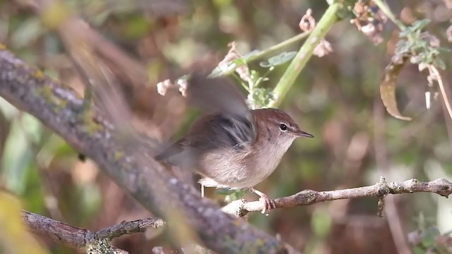 Cetti's Warbler - ML375912781