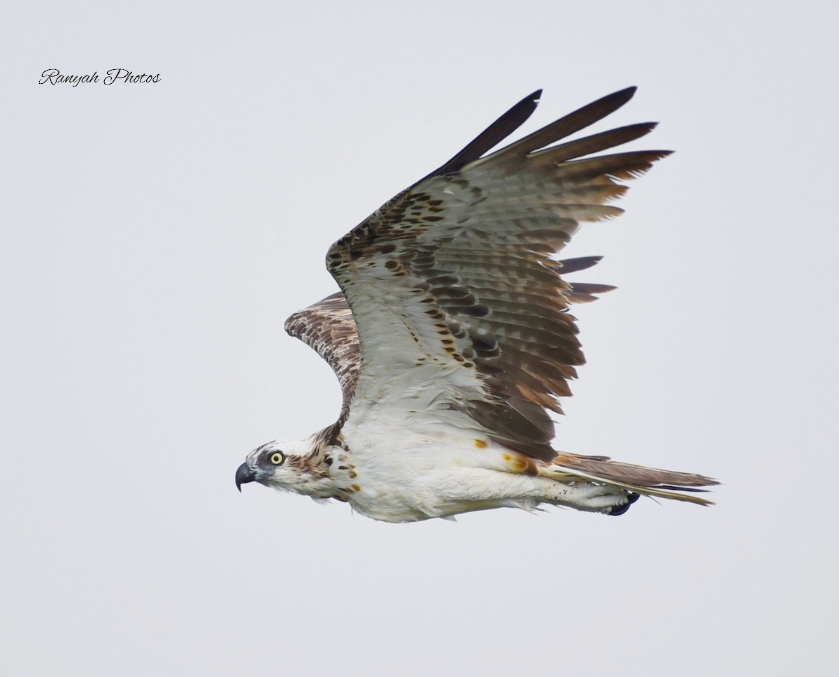 Osprey - ML375912821