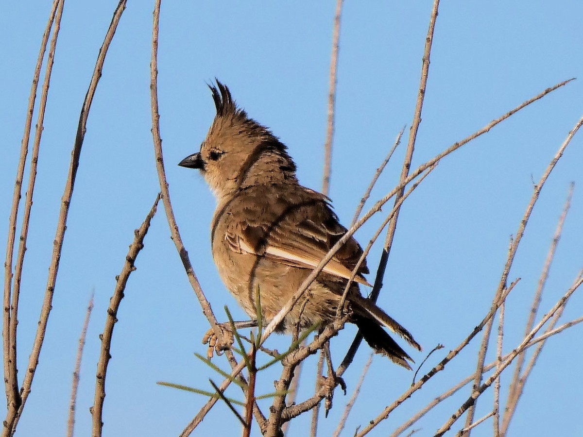 Chiming Wedgebill - Peter Lowe