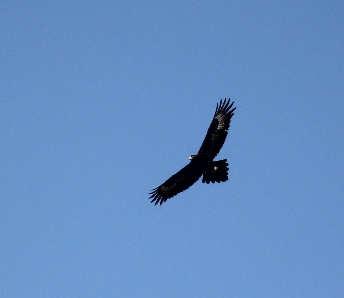 Wedge-tailed Eagle - ML375913191