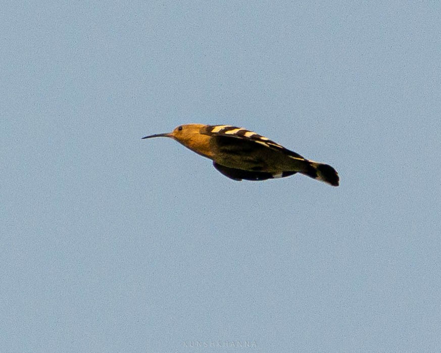 Eurasian Hoopoe - ML375913241