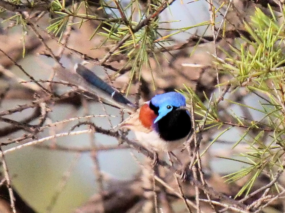 Purple-backed Fairywren - ML375913321