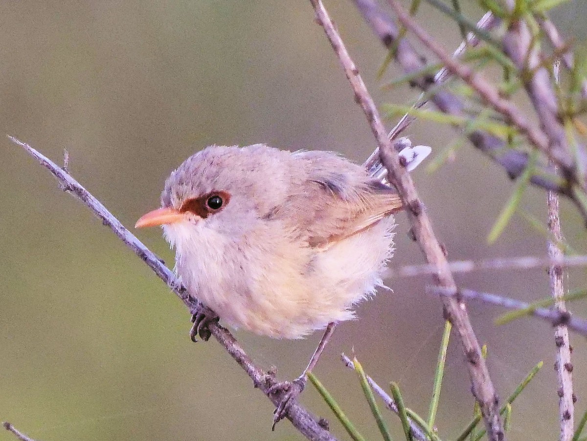 Purple-backed Fairywren - ML375913331