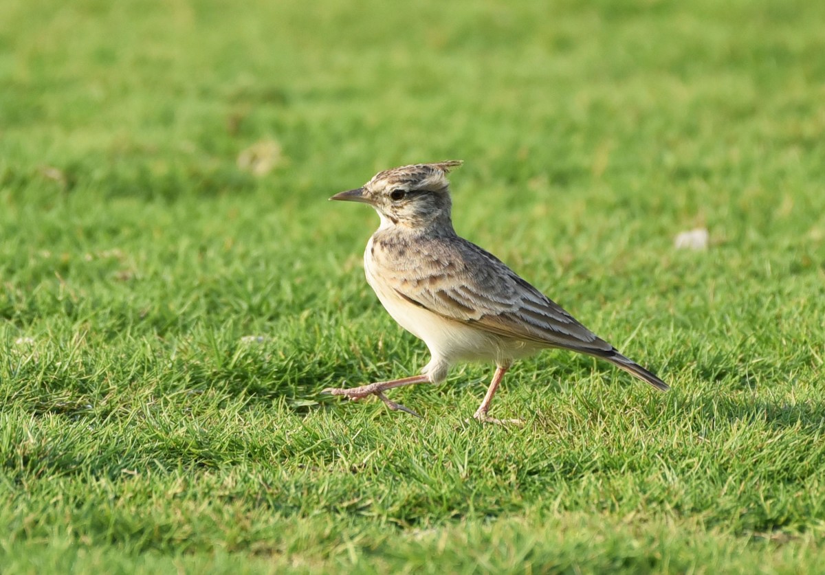 Crested Lark - ML375914091