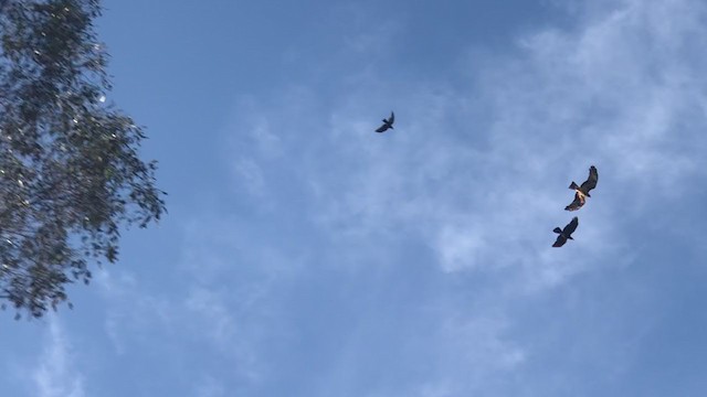 Square-tailed Kite - ML375914311
