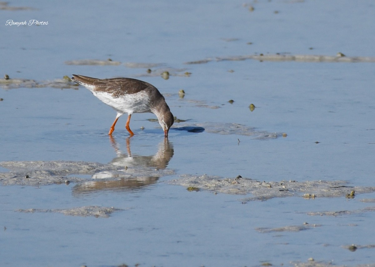 Common Redshank - Ranyah Alhaddad