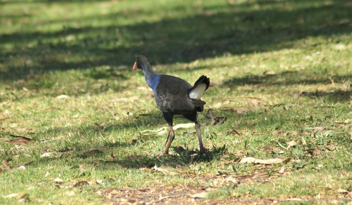 Australasian Swamphen - ML375915781