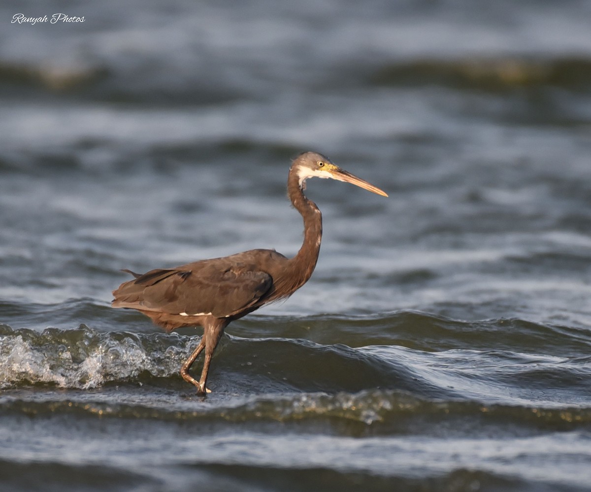 Western Reef-Heron - ML375915931