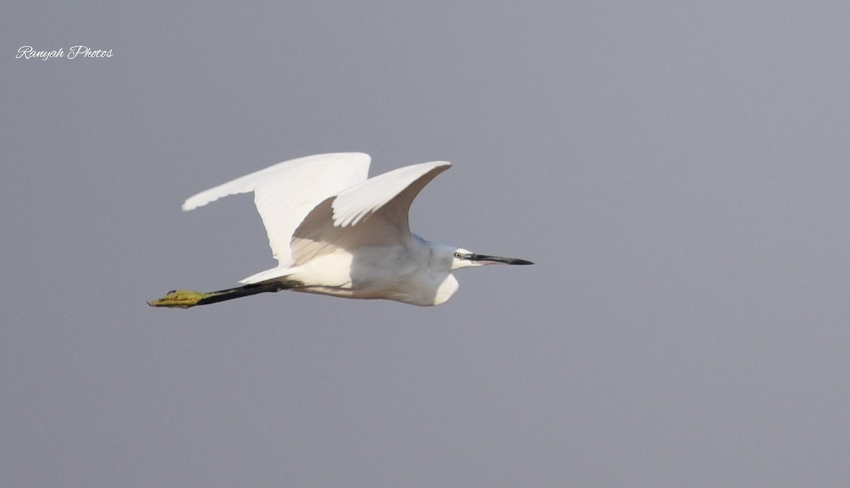 Little Egret - ML375916591