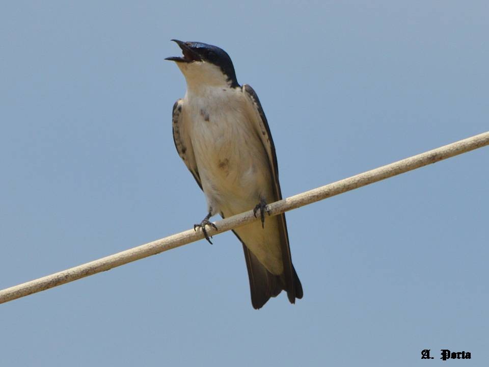 White-winged Swallow - ML37591791
