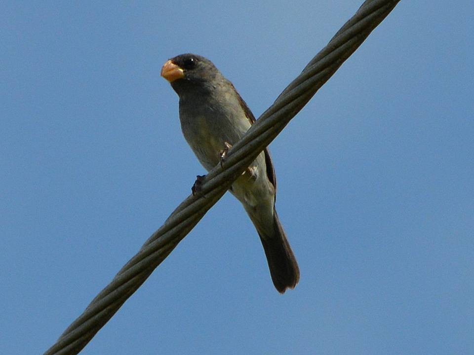 Gray Seedeater - ML37591891