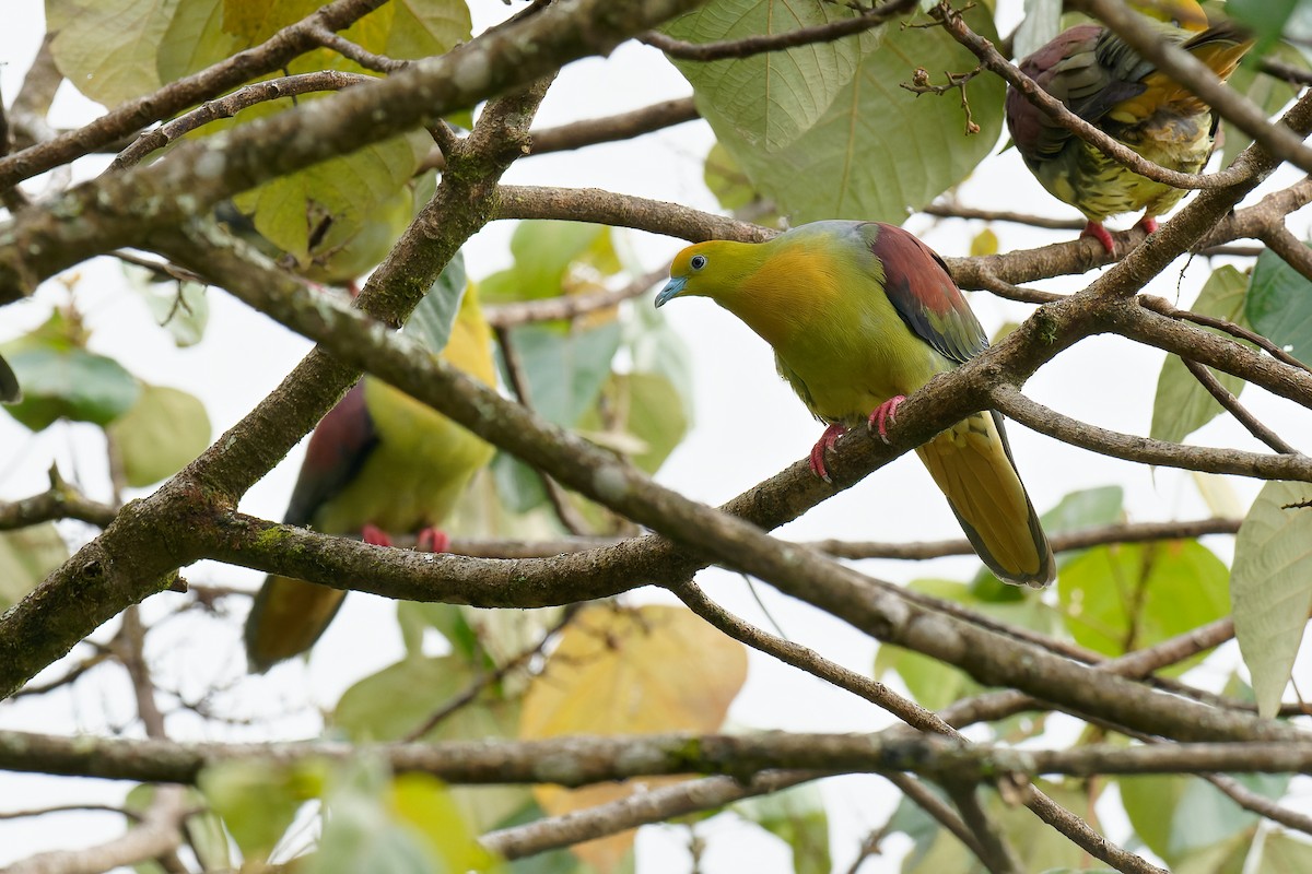 Wedge-tailed Green-Pigeon - ML375920031