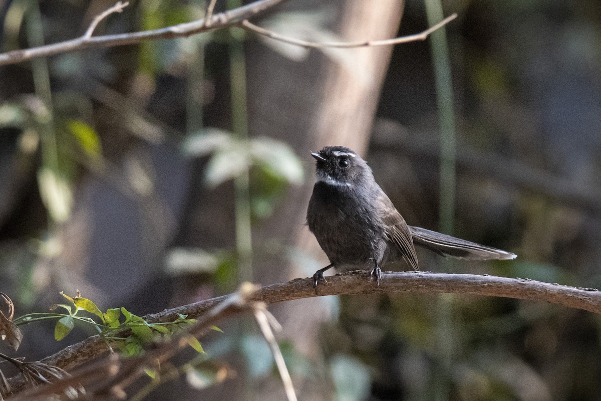 White-throated Fantail - ML375920091