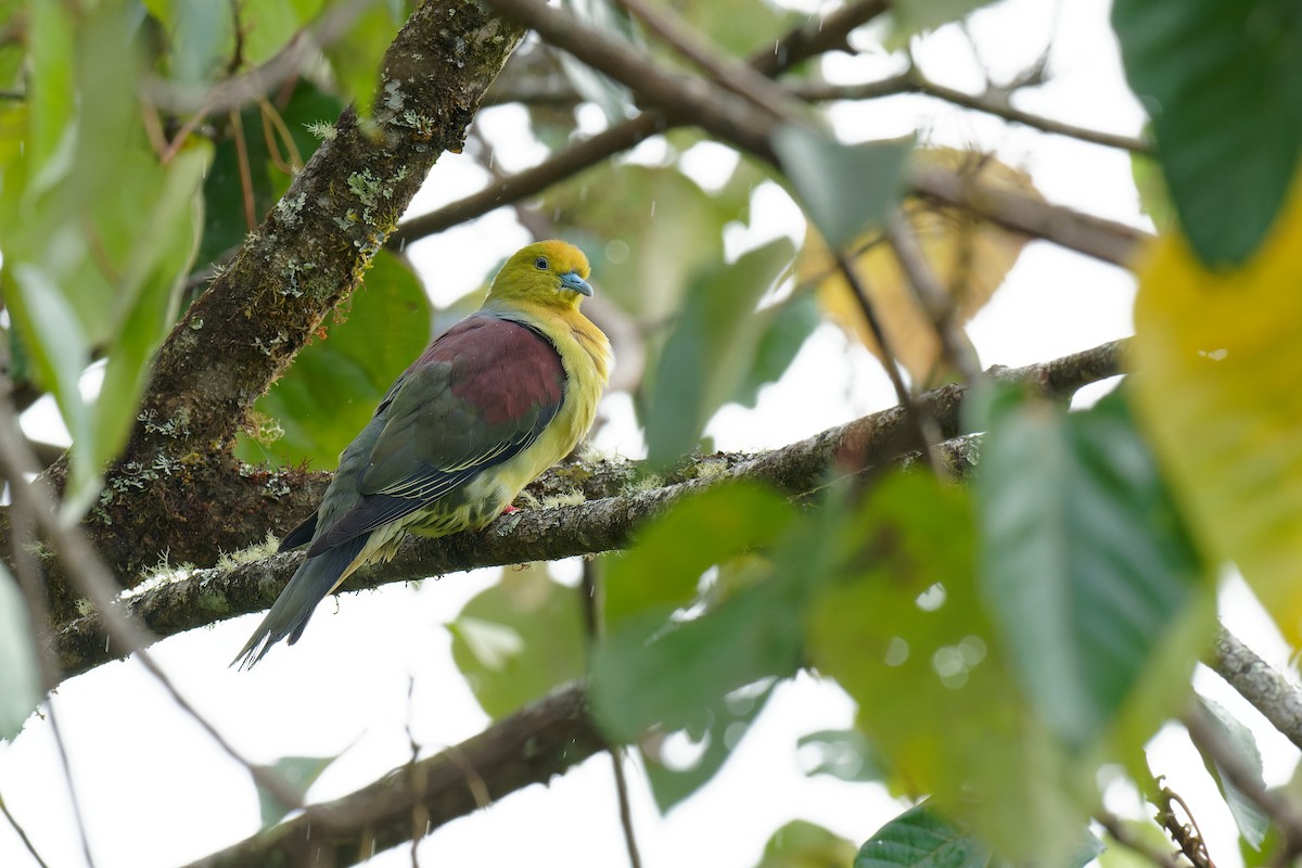 Wedge-tailed Green-Pigeon - ML375920181