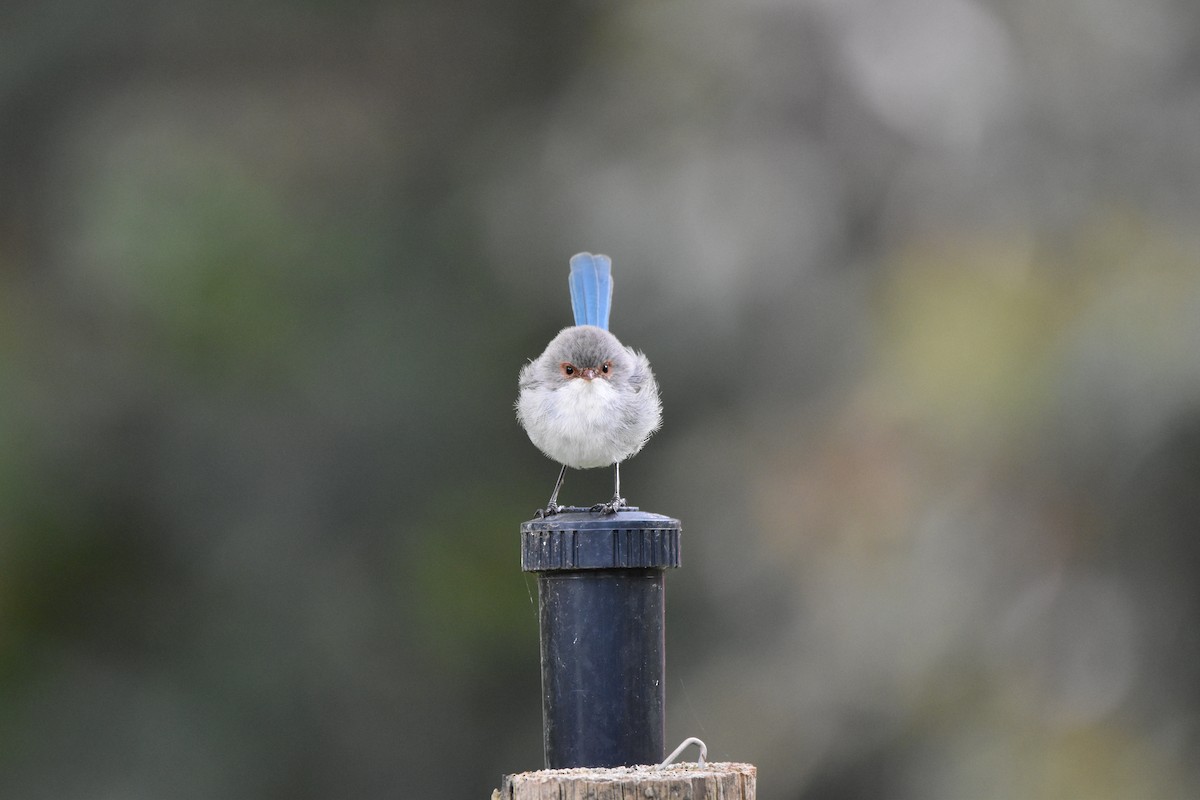 Splendid Fairywren - ML375920311