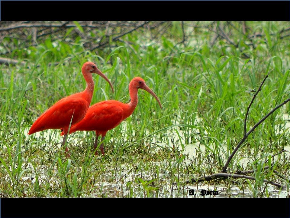 ibis rudý - ML37592061