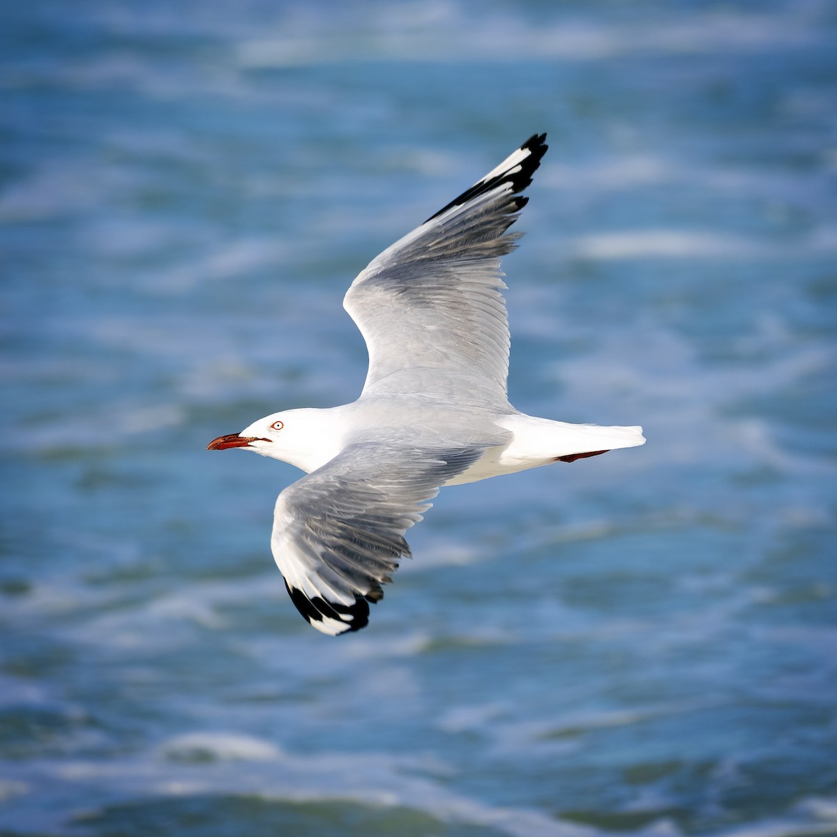 Gaviota Plateada (australiana) - ML375920751