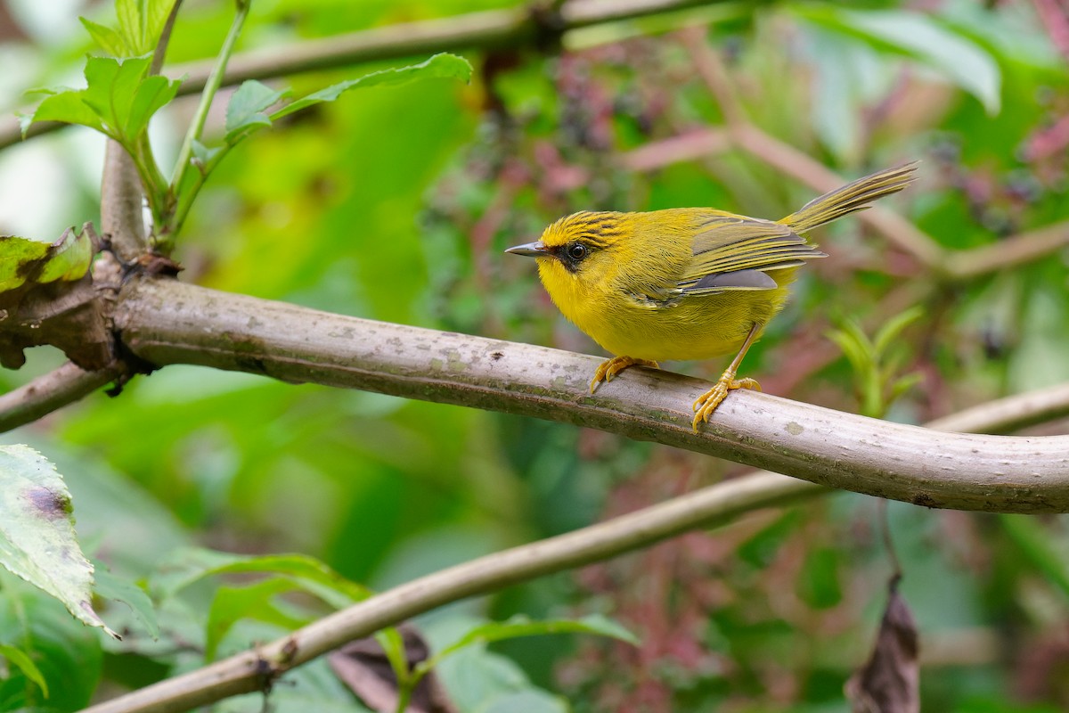 ML375921891 - Golden Babbler - Macaulay Library
