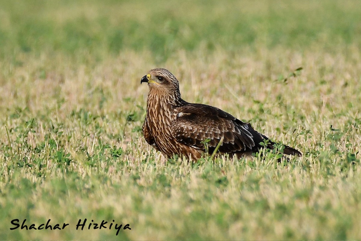 Black Kite (Black) - Shachar Hizkiya