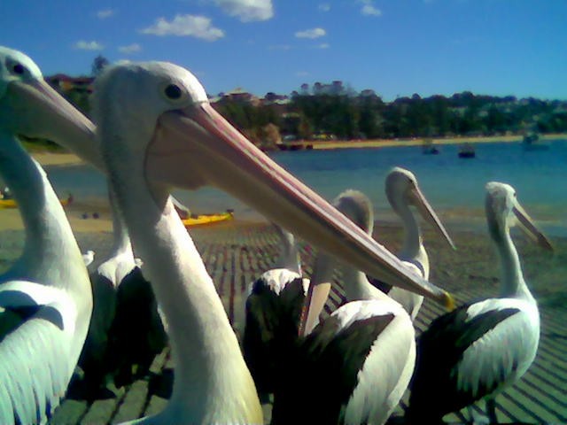 Australian Pelican - ML375925251