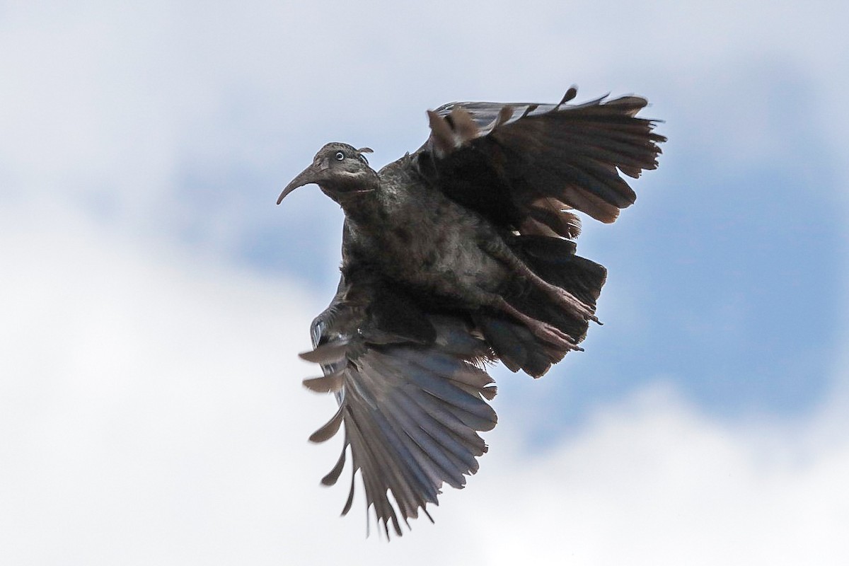 Wattled Ibis - ML375925591