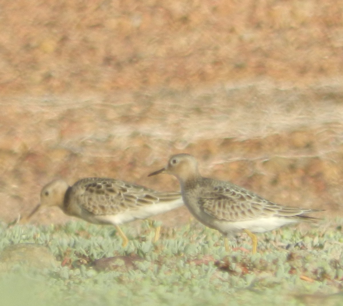 Buff-breasted Sandpiper - ML375927401