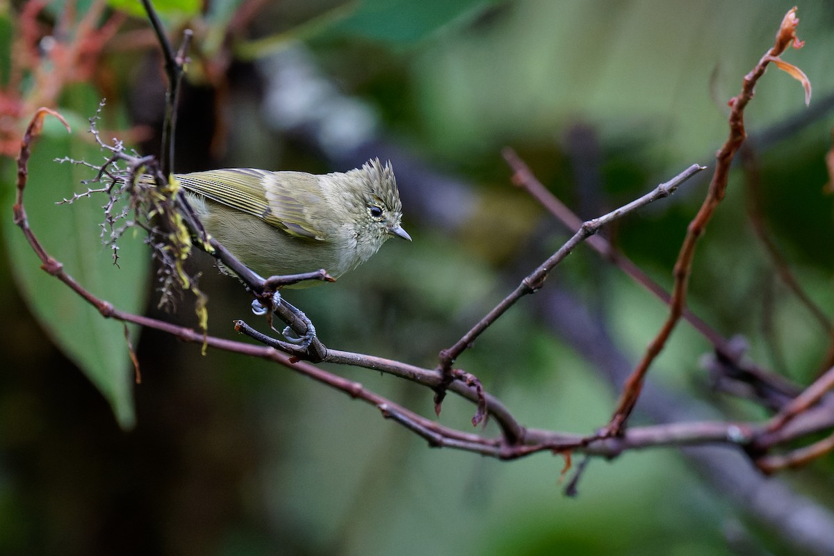 Yellow-browed Tit - ML375928401