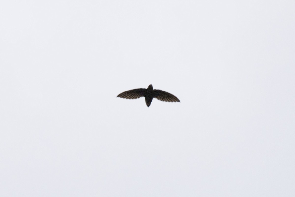 Short-tailed Swift - Kristof Zyskowski