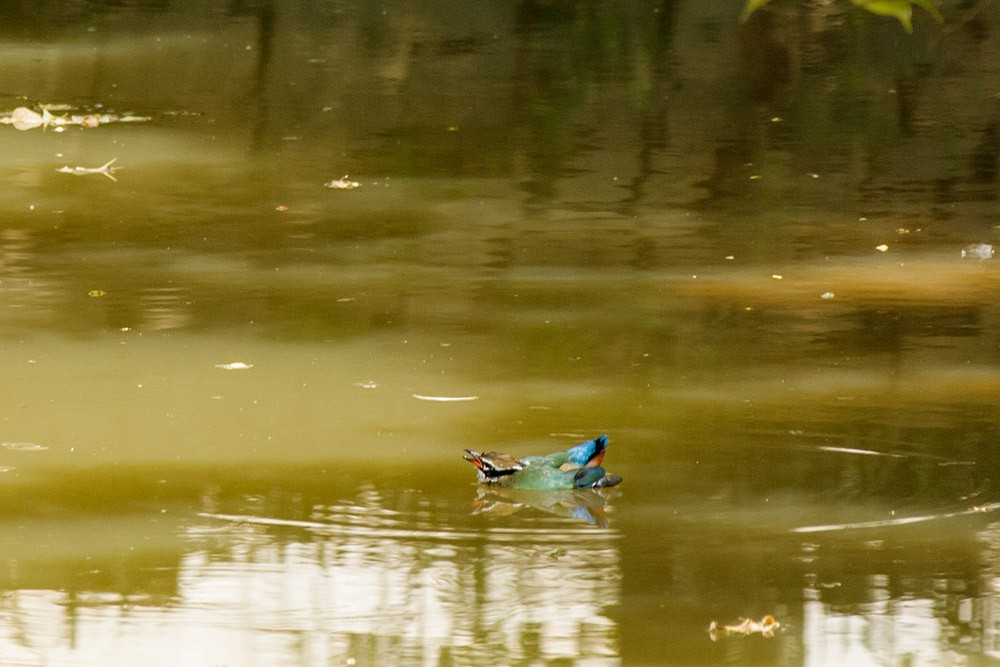 Indian Pitta - Harikrishnan S