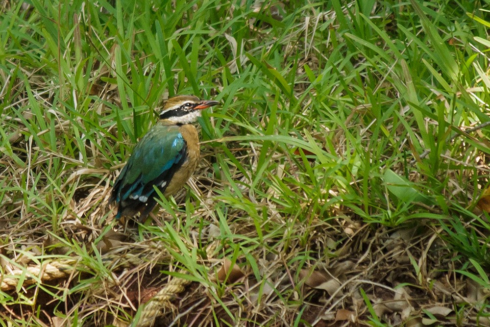 Indian Pitta - ML37593011