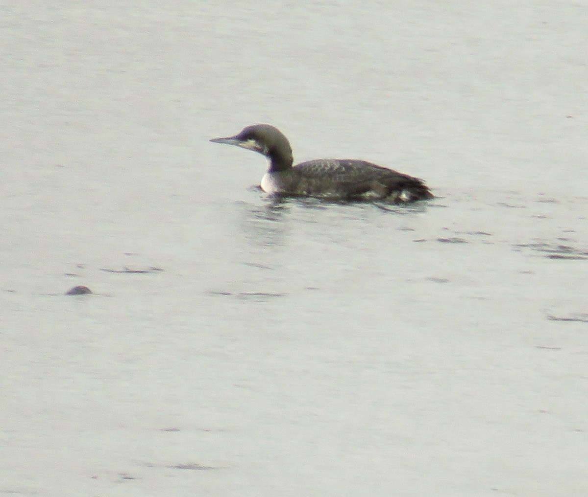 Pacific Loon - ML37593161