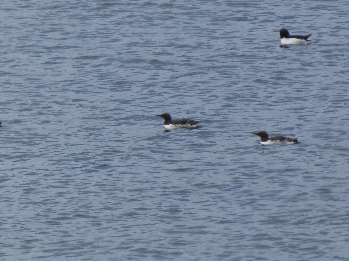 Common Murre - ML375931621