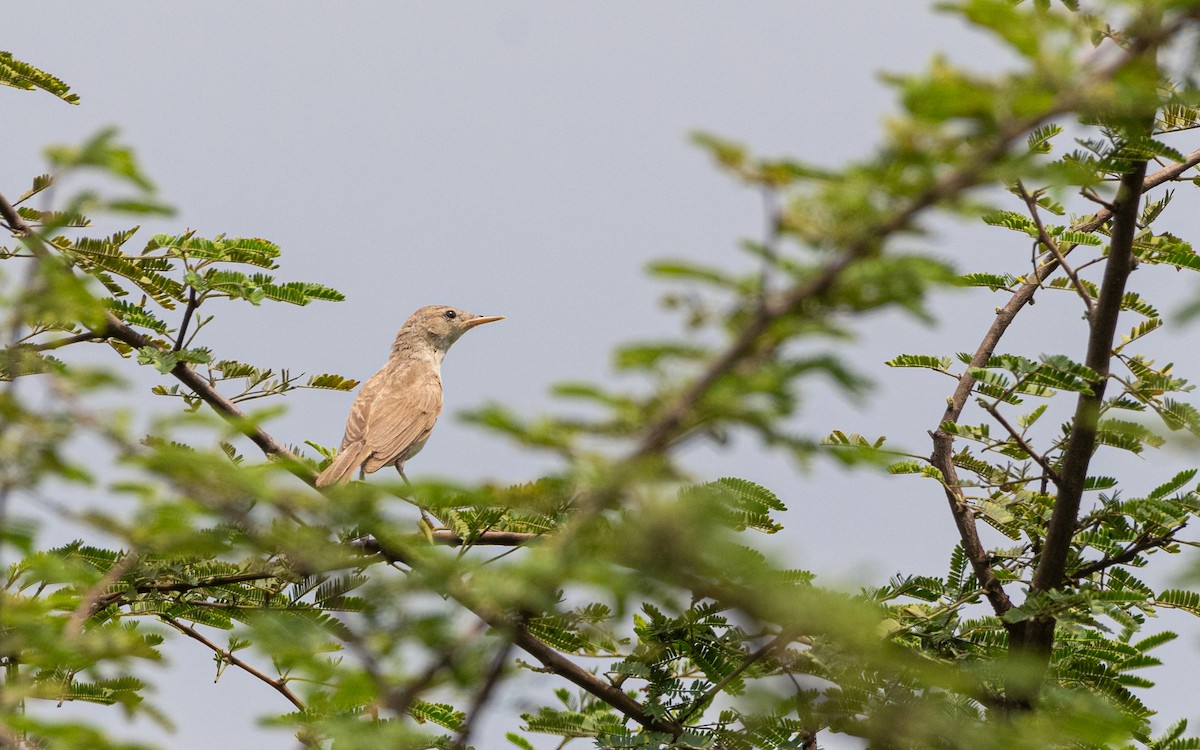 Booted/Sykes's Warbler - ML375932021