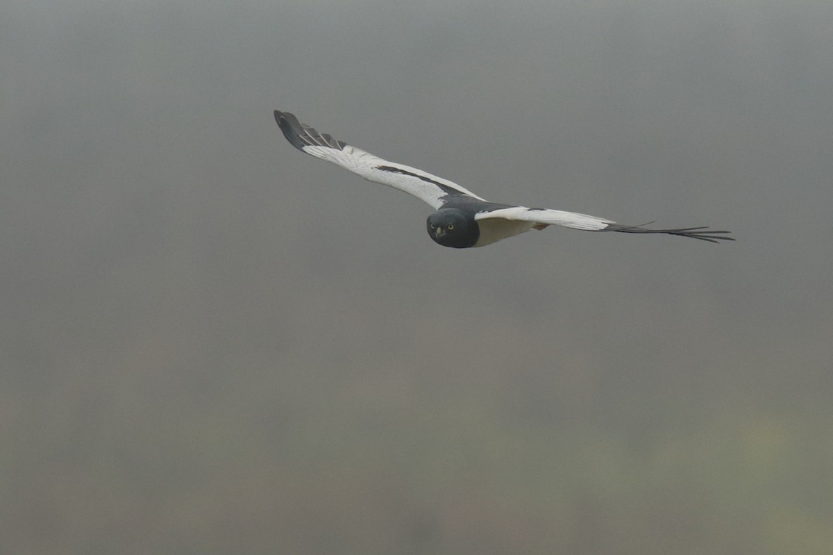 Pied Harrier - ML375932091