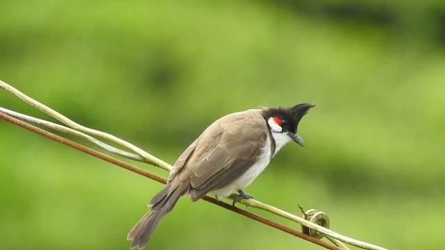 Red-whiskered Bulbul - ML375933681