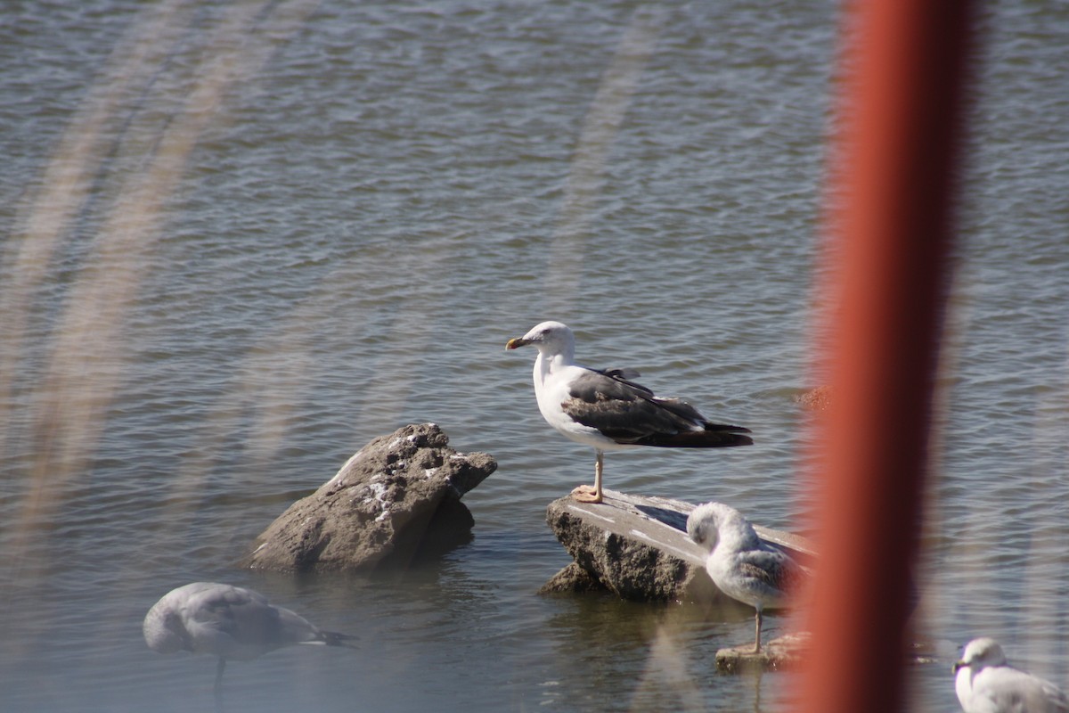 Lesser Black-backed Gull - ML375935361