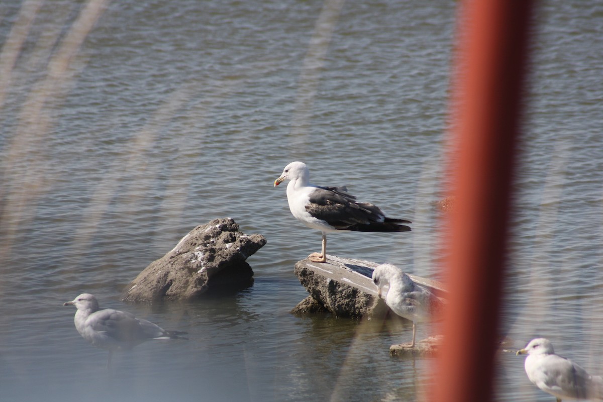 Lesser Black-backed Gull - Camden Bruner