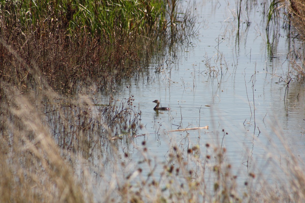 Pied-billed Grebe - ML375935431