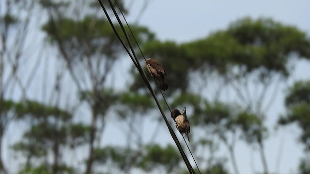 Black-throated Munia - ML375935501