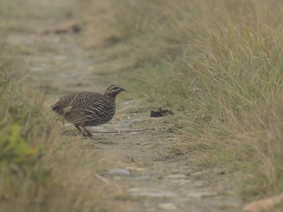 Swamp Francolin - ML375935591