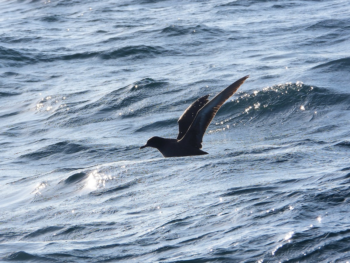 Sooty Shearwater - ML375935791