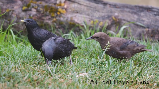 Spotless Starling - ML375936151