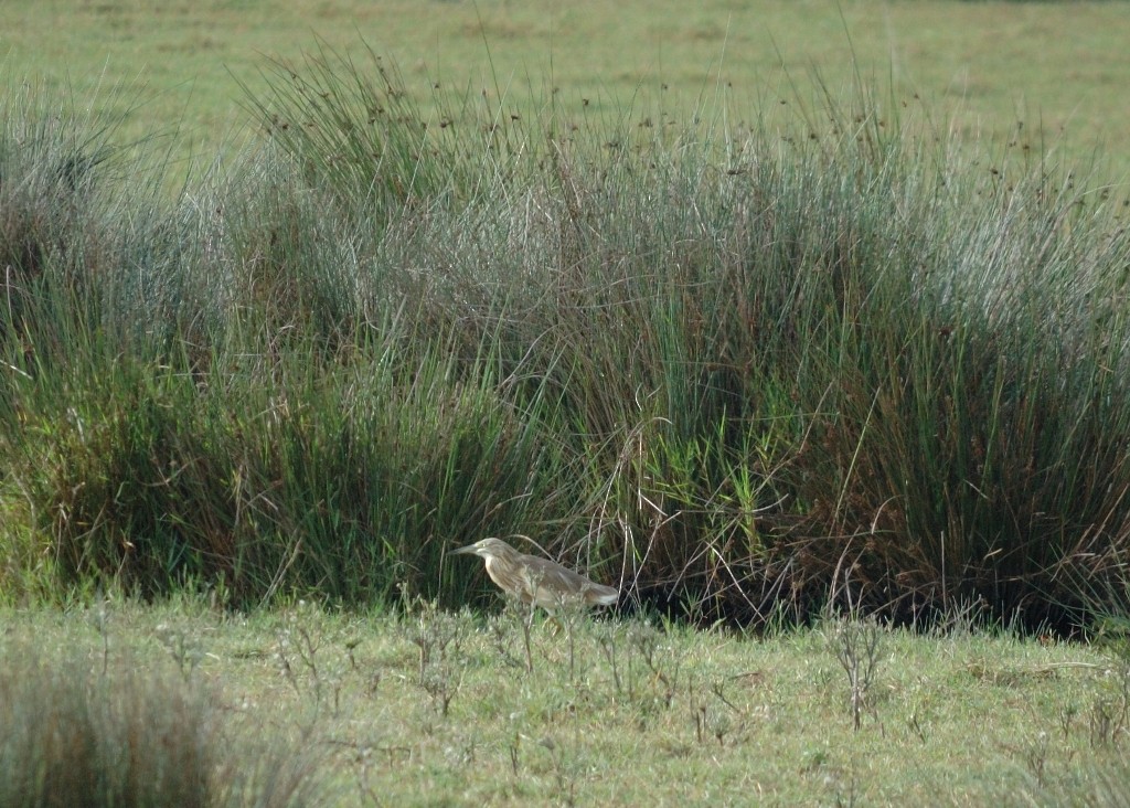 Squacco Heron - ML37593641